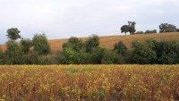 Margarethen-Bild