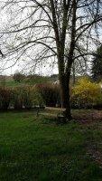 Margarethen-Bild