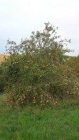 Margarethen-Bild