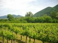 Weißenkirchen in der Wachau-Bild