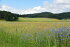 Pehendorf